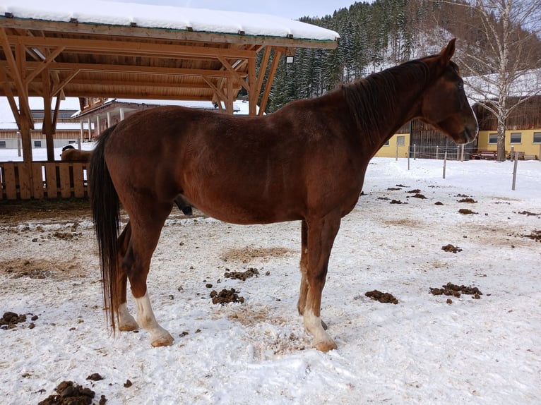 Oldenbourg Hongre 5 Ans 170 cm Alezan in St. Aegyd