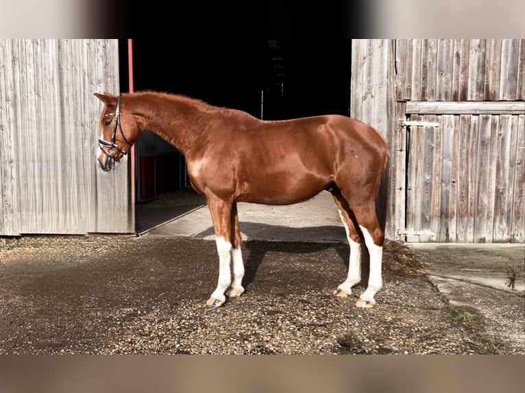 Oldenbourg Hongre 5 Ans 170 cm Alezan in Rochau