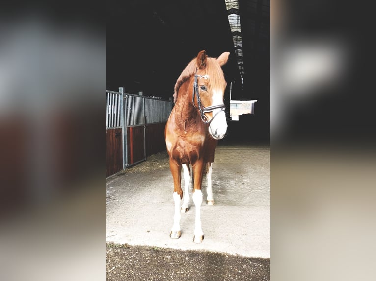 Oldenbourg Hongre 5 Ans 170 cm Alezan in Rochau