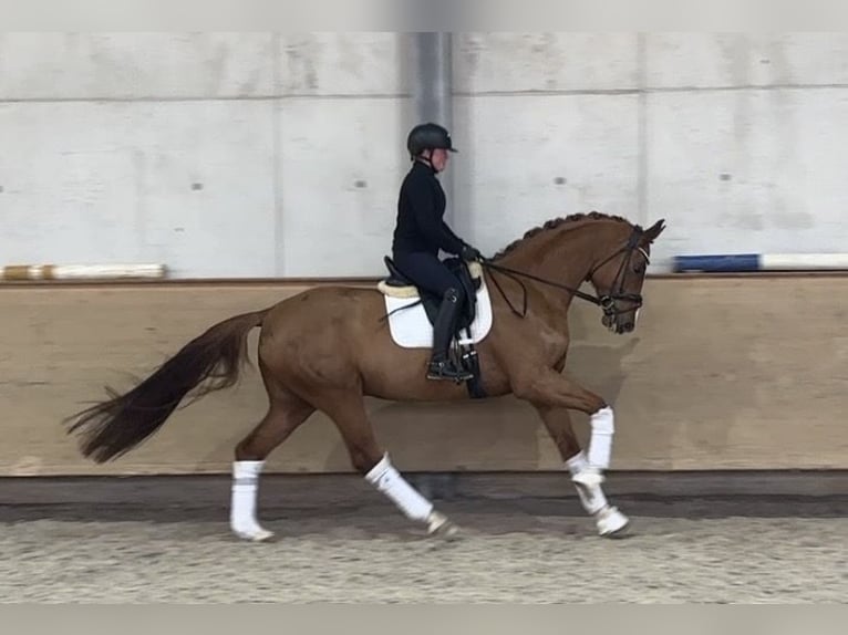 Oldenbourg Hongre 5 Ans 170 cm Alezan in Jengen