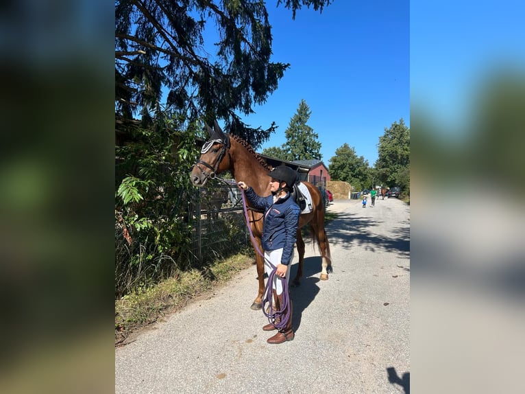 Oldenbourg Hongre 5 Ans 170 cm Alezan cuivré in Ingolstadt