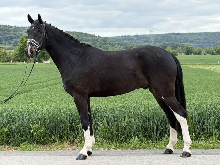 Oldenbourg Hongre 5 Ans 170 cm Bai brun in Riedlingen