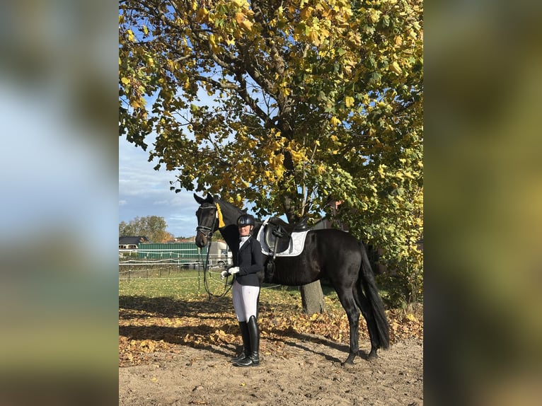 Oldenbourg Hongre 5 Ans 170 cm Bai brun foncé in Dallgow-D&#xF6;beritz