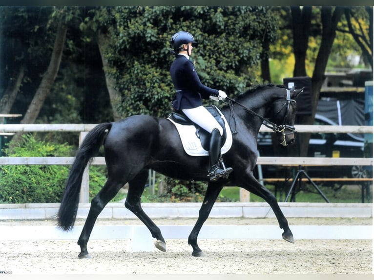 Oldenbourg Hongre 5 Ans 170 cm Bai brun foncé in Dallgow-D&#xF6;beritz