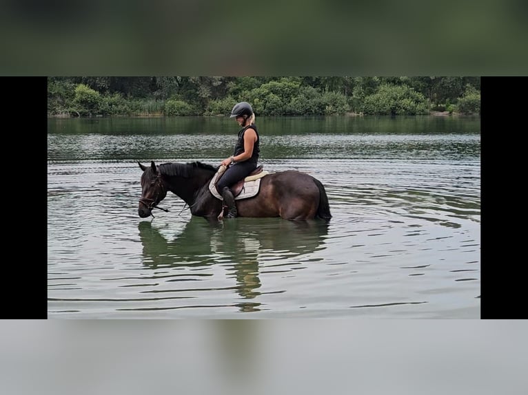 Oldenbourg Hongre 5 Ans 170 cm Bai brun foncé in Herxheim bei Landau/Pfalz