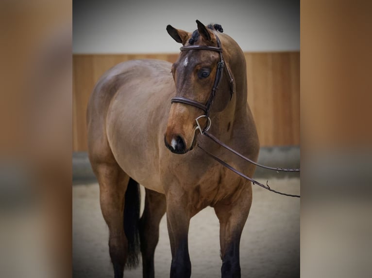 Oldenbourg Hongre 5 Ans 170 cm Bai cerise in Belgrade