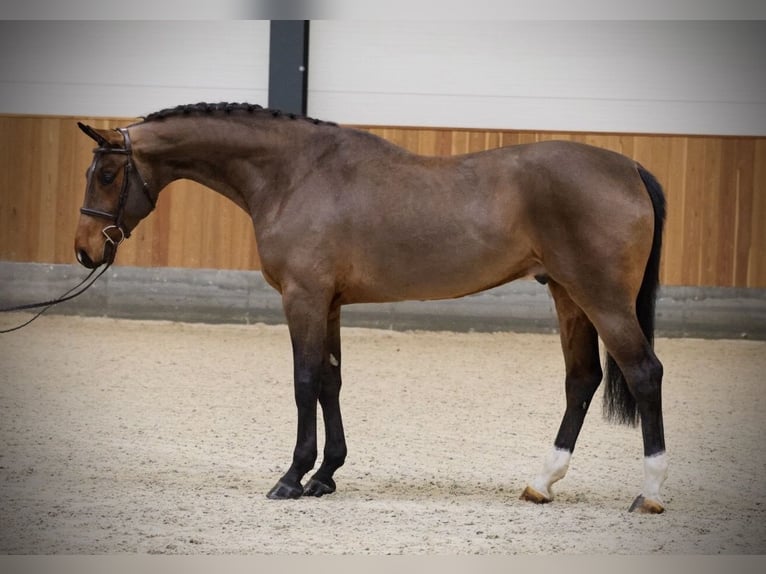 Oldenbourg Hongre 5 Ans 170 cm Bai cerise in Belgrade