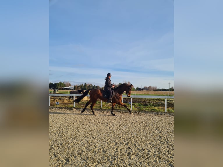 Oldenbourg Hongre 5 Ans 170 cm Bai in Pławna