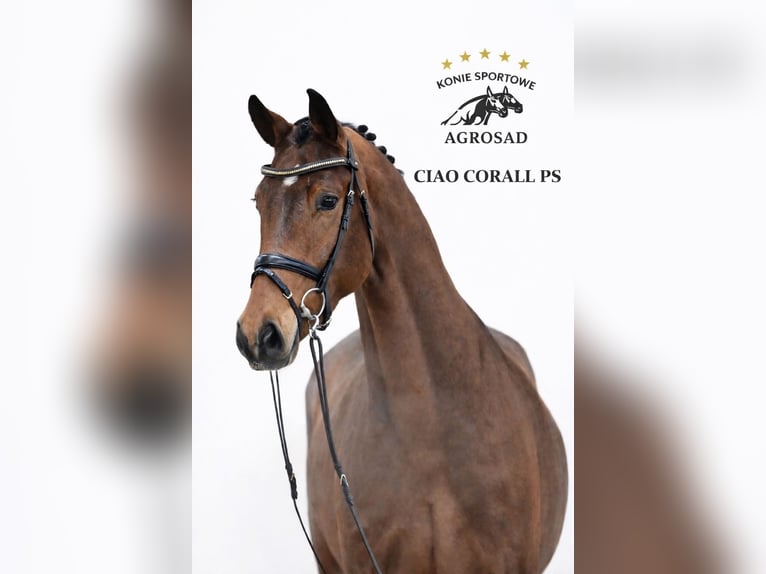 Oldenbourg Hongre 5 Ans 170 cm Bai in ROGOWNICA