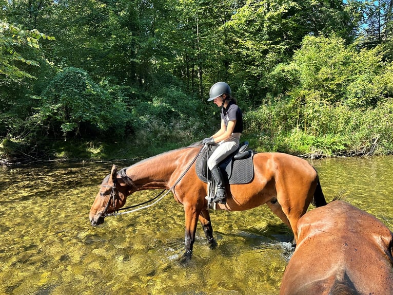 Oldenbourg Hongre 5 Ans 170 cm Bai in Vöcklabruck