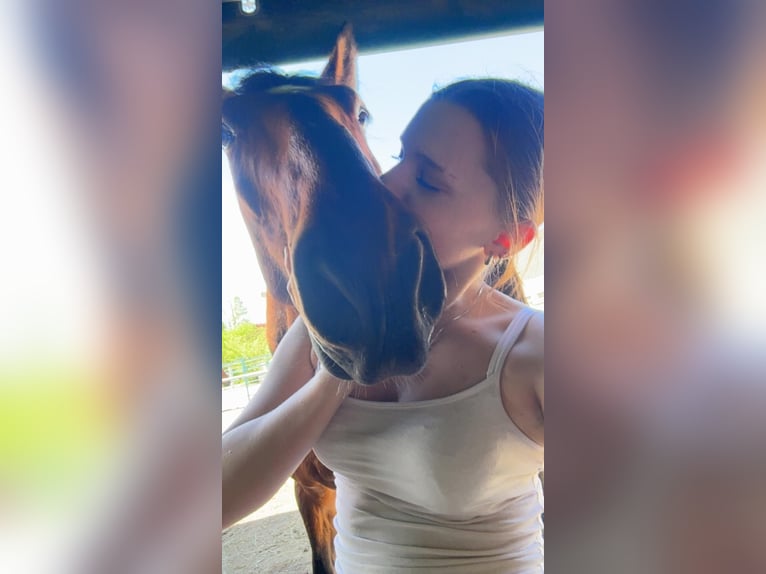Oldenbourg Hongre 5 Ans 170 cm Bai in Vöcklabruck