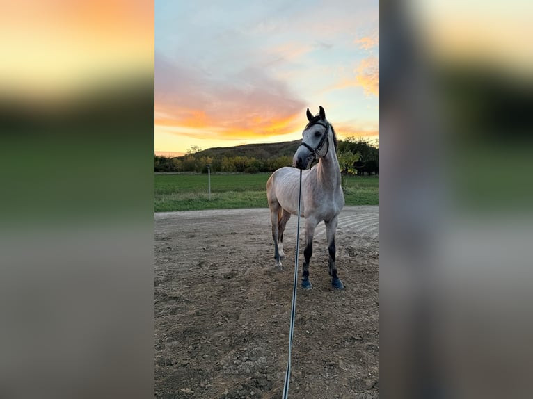 Oldenbourg Hongre 5 Ans 170 cm in Hódmezővásárhely