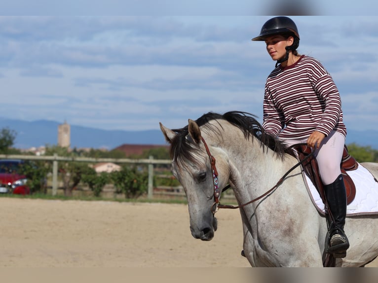 Oldenbourg Hongre 5 Ans 170 cm Gris in GROTE-BROGEL