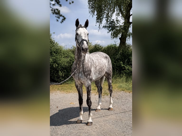 Oldenbourg Hongre 5 Ans 170 cm Gris pommelé in Pelmberg