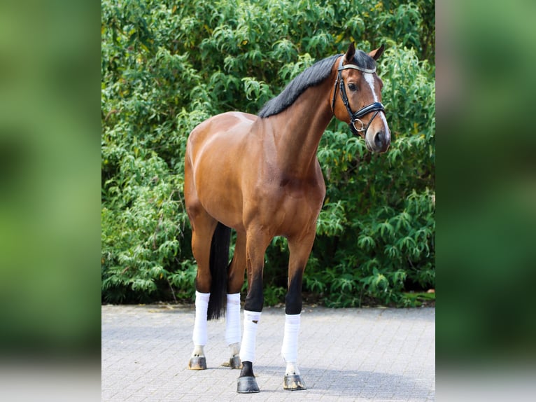 Oldenbourg Hongre 5 Ans 170 cm Noir in Rees