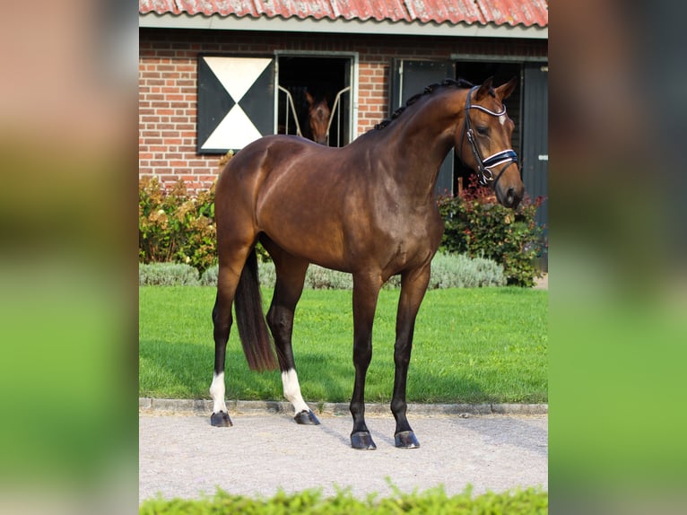 Oldenbourg Hongre 5 Ans 170 cm Noir in Rees