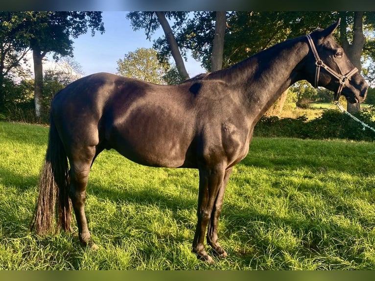 Oldenbourg Hongre 5 Ans 170 cm Noir in Uplengen
