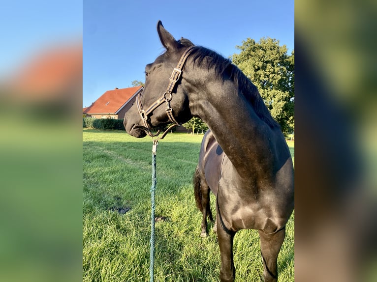 Oldenbourg Hongre 5 Ans 170 cm Noir in Uplengen