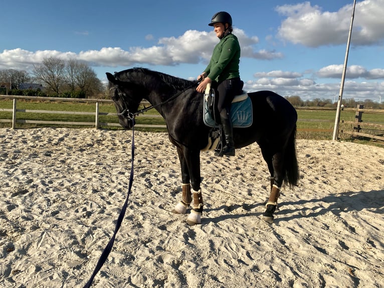 Oldenbourg Hongre 5 Ans 170 cm Noir in Uplengen