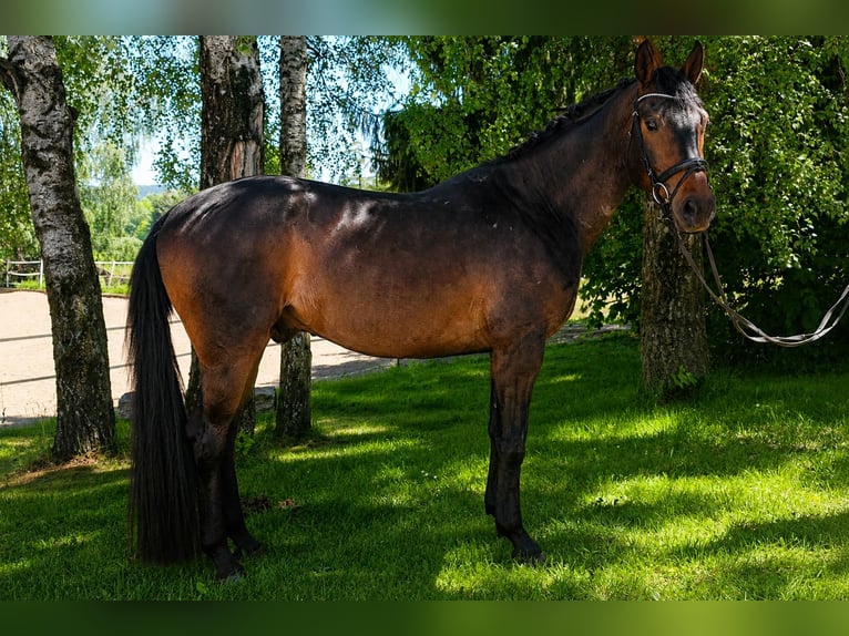 Oldenbourg Hongre 5 Ans 171 cm Bai brun in Rehau