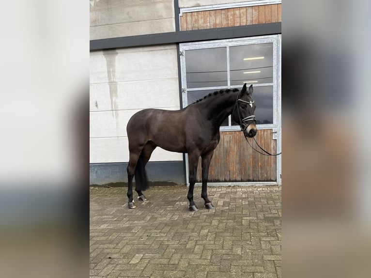 Oldenbourg Hongre 5 Ans 171 cm Bai brun in Mönchengladbach