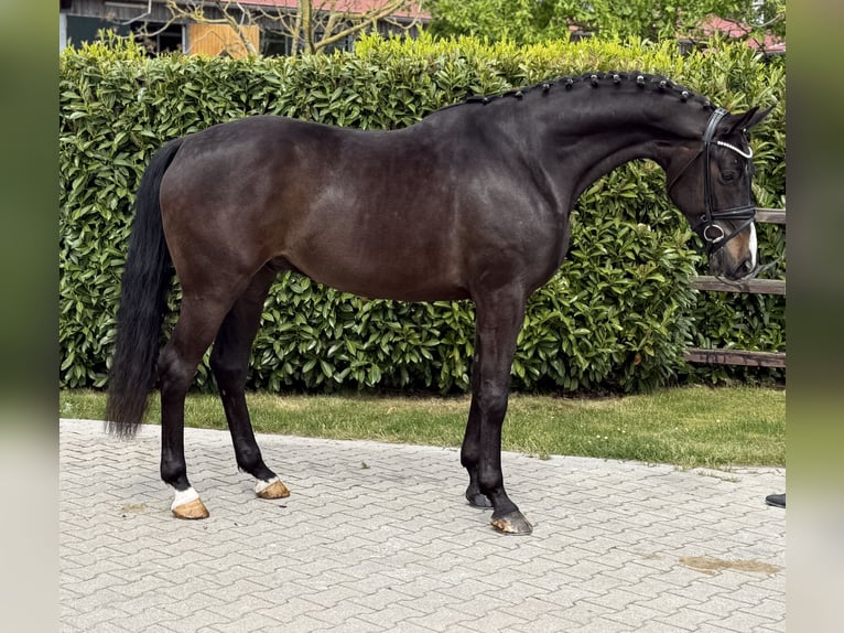 Oldenbourg Hongre 5 Ans 171 cm Bai brun foncé in Visbek