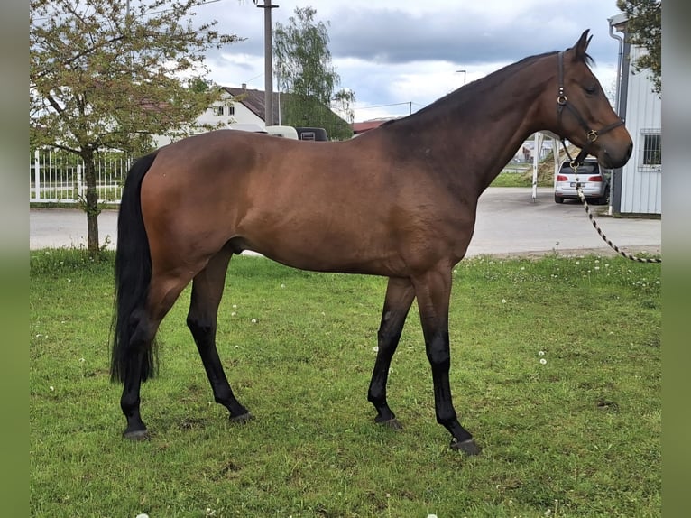 Oldenbourg Hongre 5 Ans 171 cm Bai in Sch&#xF6;mberg