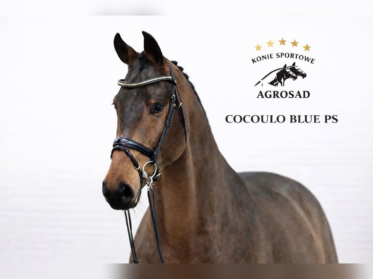 Oldenbourg Hongre 5 Ans 171 cm Bai in ROGOWNICA