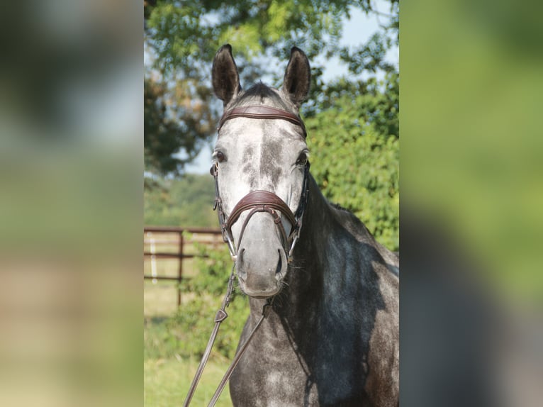 Oldenbourg Hongre 5 Ans 171 cm Gris pommelé in Wahrenholz