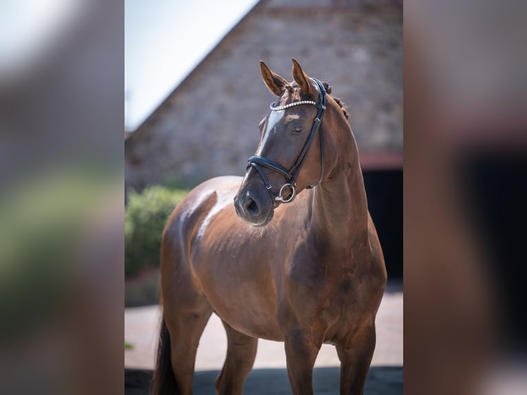 Oldenbourg Hongre 5 Ans 172 cm Alezan brûlé in Bramschw