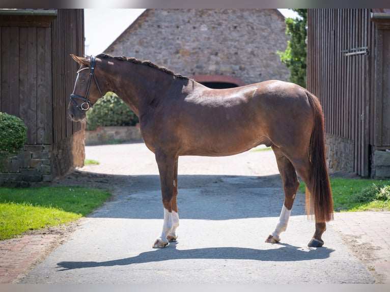 Oldenbourg Hongre 5 Ans 172 cm Alezan brûlé in Bramschw