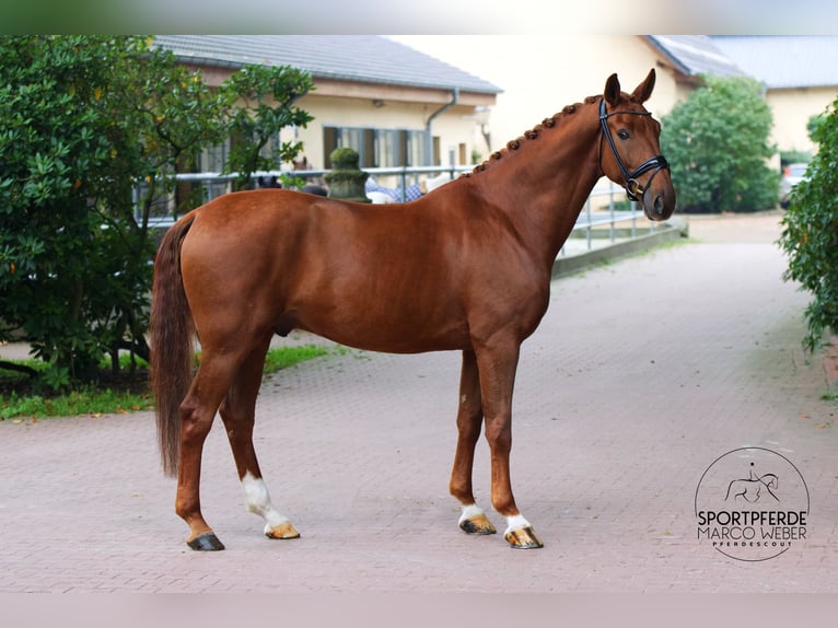 Oldenbourg Hongre 5 Ans 172 cm Alezan in Wallenhorst