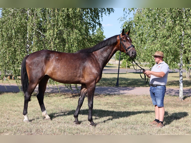 Oldenbourg Hongre 5 Ans 172 cm Bai brun in GROTE-BROGEL