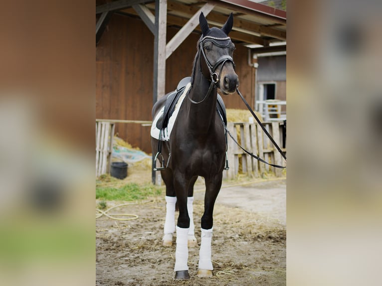 Oldenbourg Hongre 5 Ans 172 cm Bai brun foncé in Hüttenberg