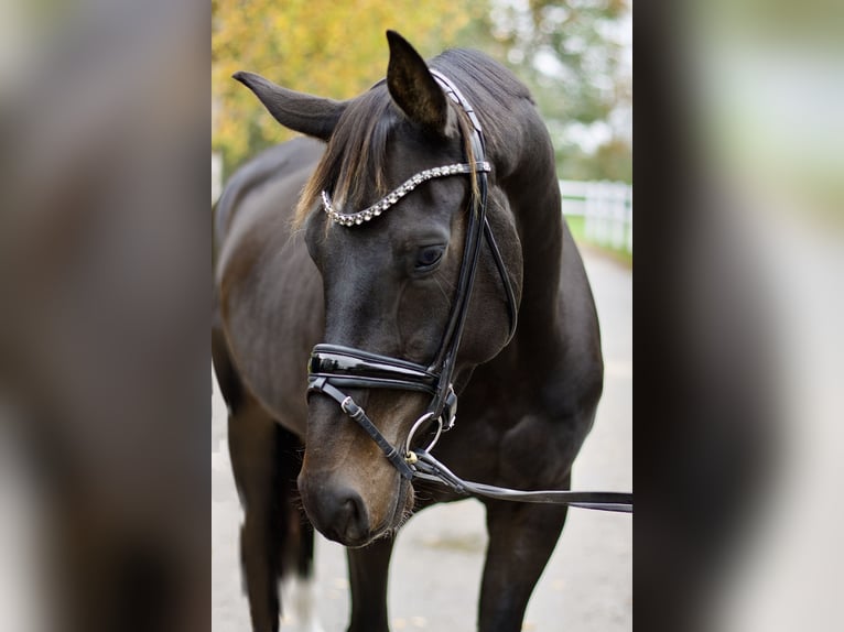 Oldenbourg Hongre 5 Ans 172 cm Bai brun foncé in Hüttenberg