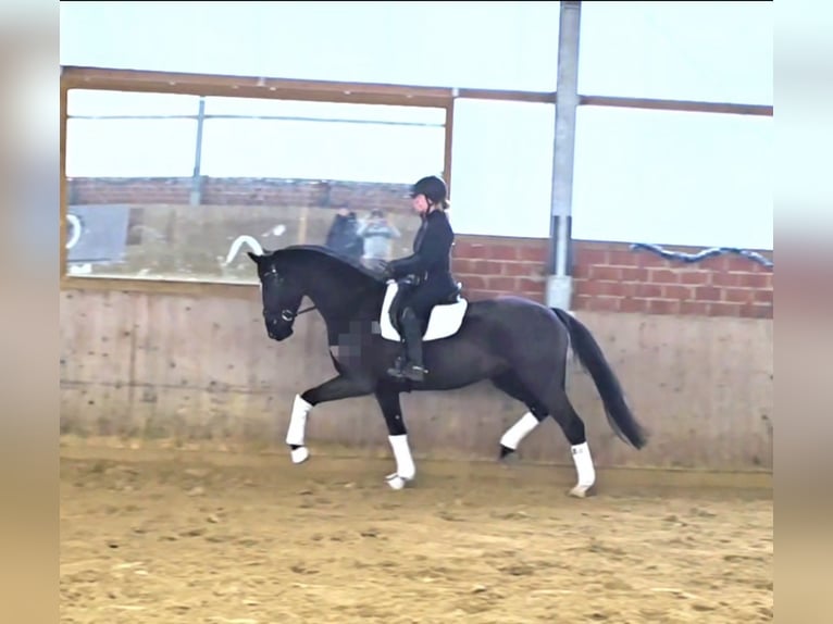 Oldenbourg Hongre 5 Ans 172 cm Bai brun foncé in Warendorf