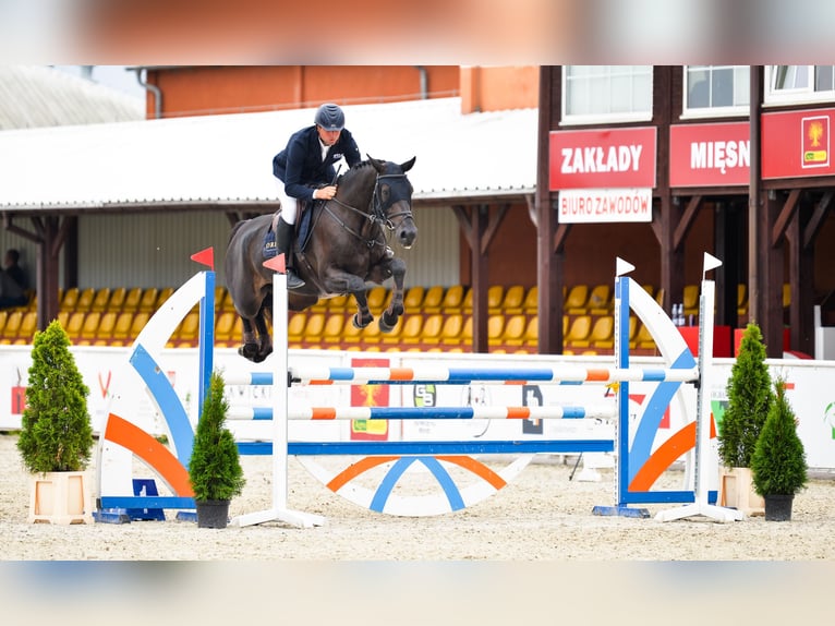 Oldenbourg Hongre 5 Ans 172 cm Bai brun foncé in Dąbrowa Wielka