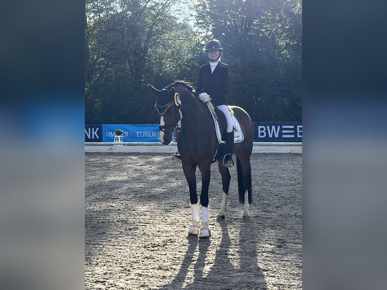 Oldenbourg Hongre 5 Ans 172 cm Bai in Besigheim