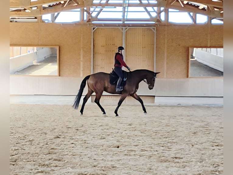 Oldenbourg Hongre 5 Ans 172 cm Bai in Altenstadt