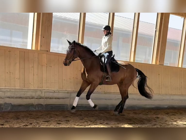 Oldenbourg Hongre 5 Ans 172 cm Bai in Altenstadt