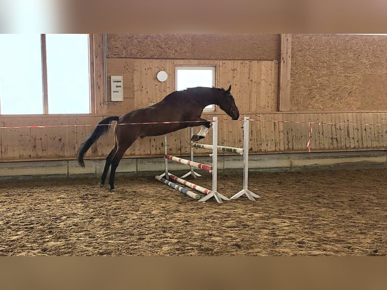 Oldenbourg Hongre 5 Ans 172 cm Bai in Altenstadt