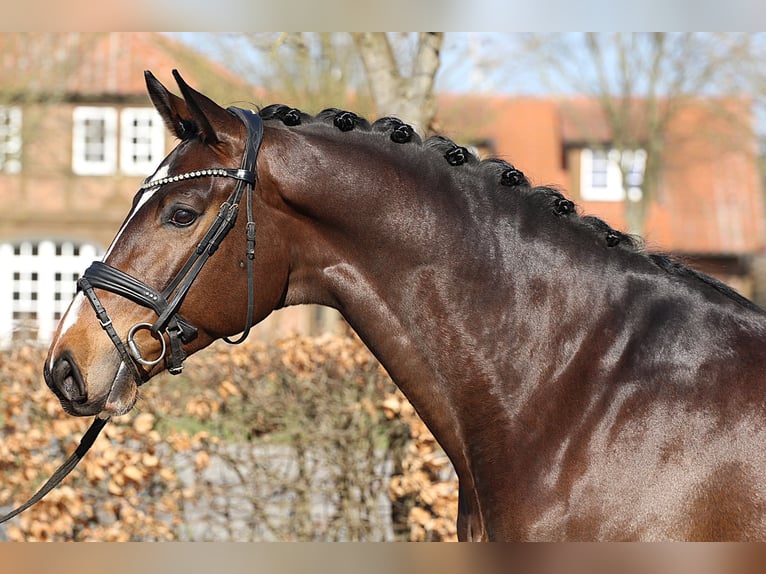 Oldenbourg Hongre 5 Ans 172 cm Bai in Meinersen