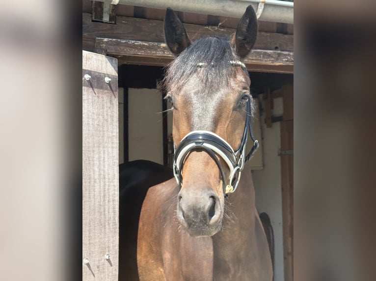 Oldenbourg Hongre 5 Ans 172 cm Bai in Viernheim