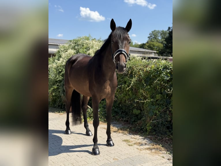 Oldenbourg Hongre 5 Ans 172 cm Bai in Viernheim