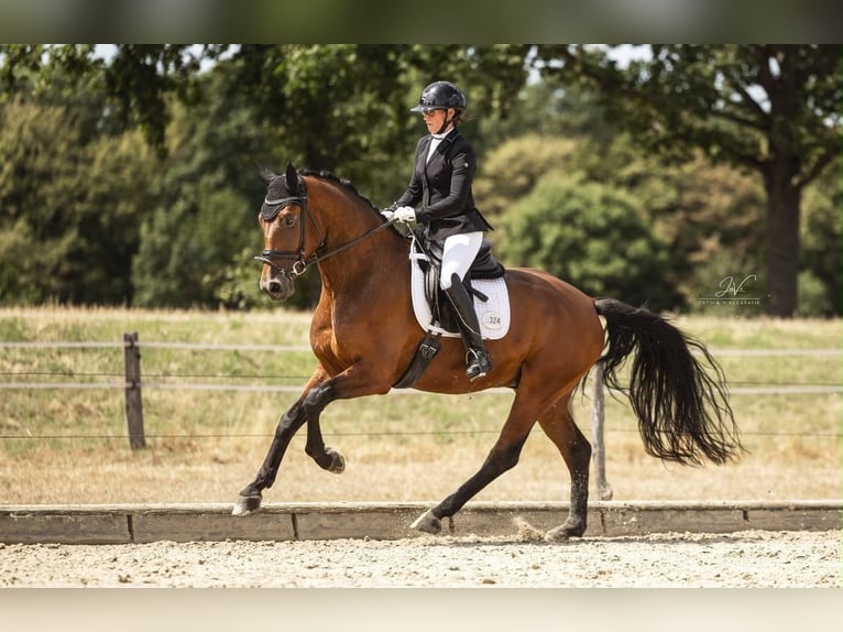 Oldenbourg Hongre 5 Ans 172 cm Bai in Neuss