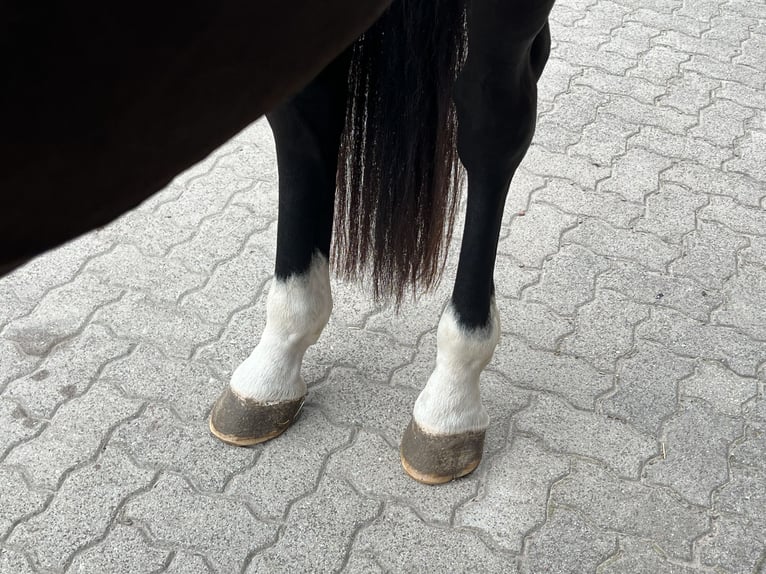 Oldenbourg Hongre 5 Ans 172 cm Noir in Sassen-Trantow