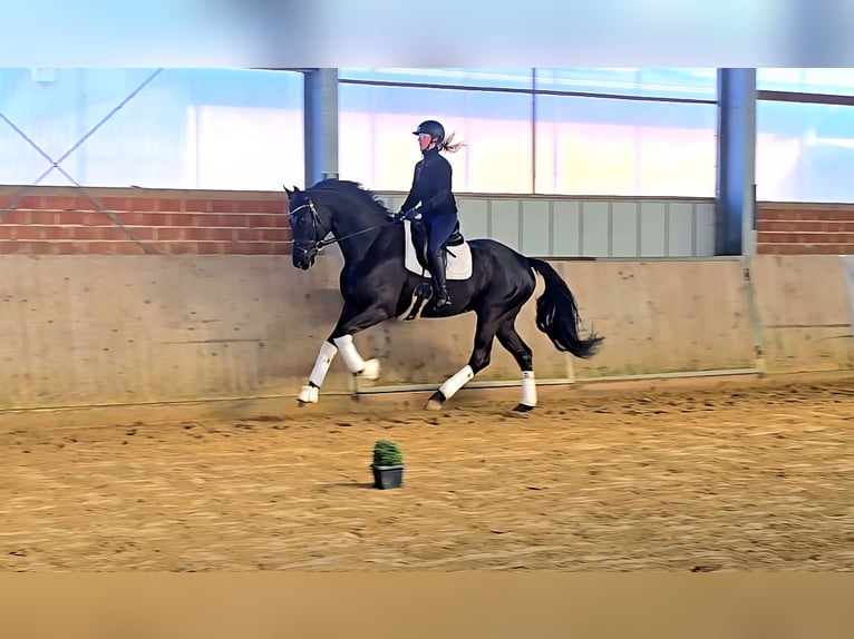 Oldenbourg Hongre 5 Ans 172 cm Noir in Warendorf