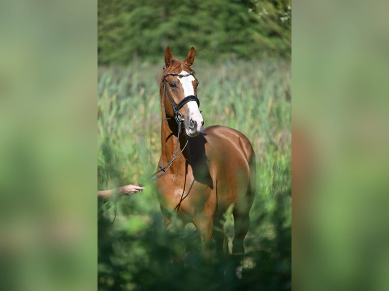 Oldenbourg Hongre 5 Ans 173 cm Alezan in Saalow
