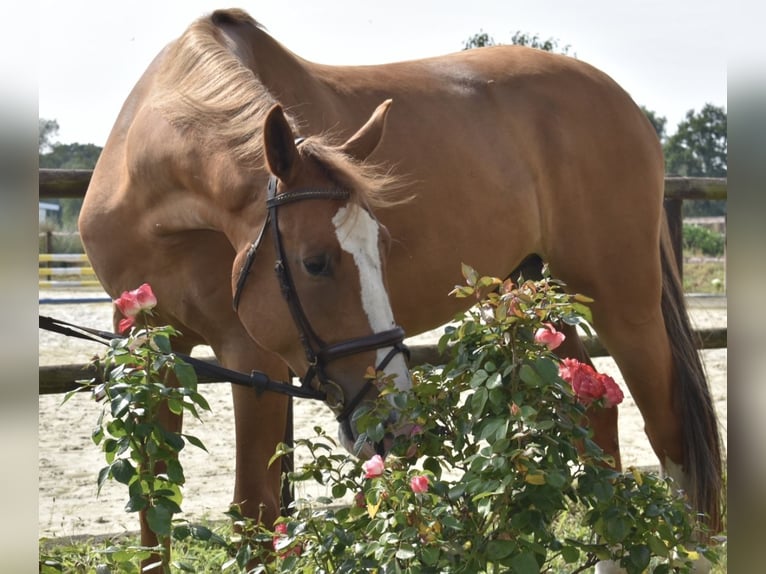 Oldenbourg Hongre 5 Ans 173 cm Alezan in Klötze