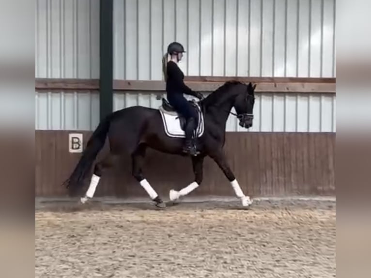 Oldenbourg Hongre 5 Ans 173 cm Bai brun in Westerstede